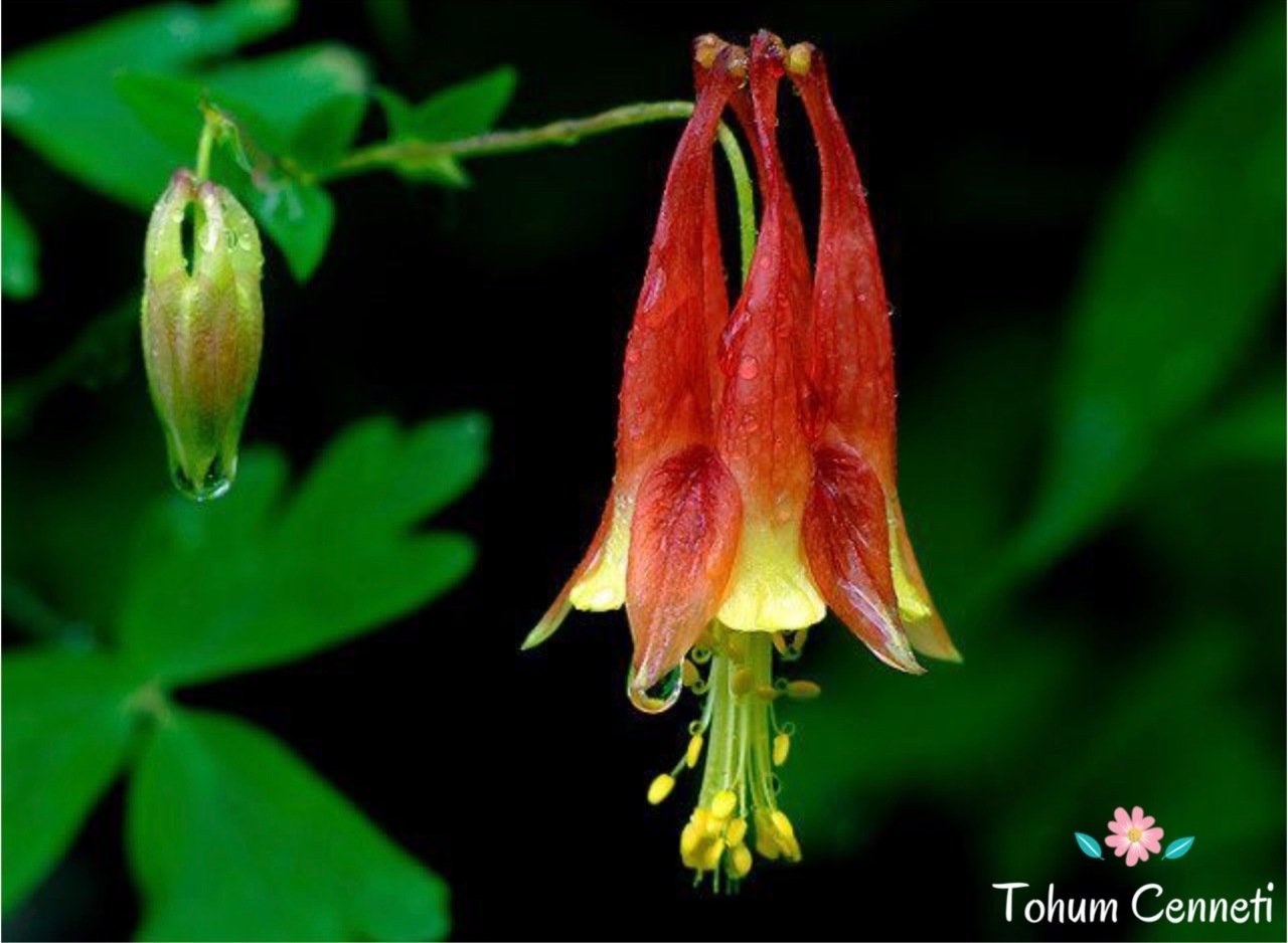 Red Splendor Haseki Küpesi Tohumu (20 Tohum)