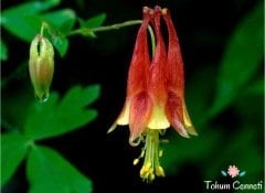 Red Splendor Haseki Küpesi Tohumu (20 Tohum)