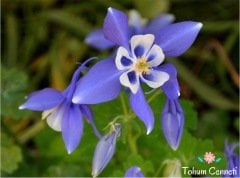 Blue Zone Haseki Küpesi Tohumu (20 Tohum)