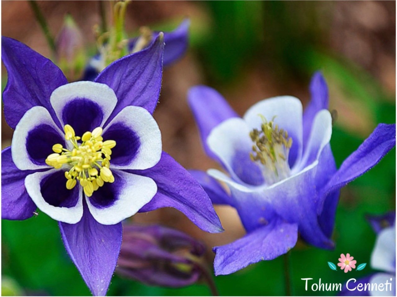 Blue Zone Haseki Küpesi Tohumu (20 Tohum)