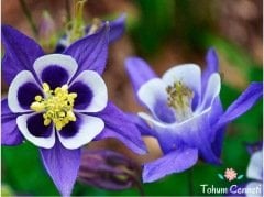 Blue Zone Haseki Küpesi Tohumu (20 Tohum)