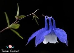 Blue Zone Haseki Küpesi Tohumu (20 Tohum)