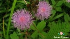 Mimoza Küstüm Çiçeği Tohumu (10 Tohum)