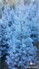 Mavi Ladin Tohumu (10 Tohum)