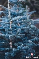 Mavi Ladin Tohumu (10 Tohum)