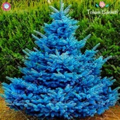 Mavi Ladin Tohumu (10 Tohum)