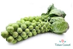 Brüksel Lahanası Tohumu (50 Tohum)