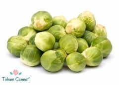Brüksel Lahanası Tohumu (50 Tohum)