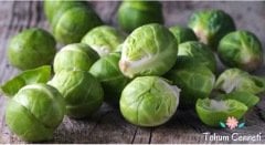 Brüksel Lahanası Tohumu (50 Tohum)