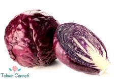 Kırmızı Lahana Tohumu (100 Tohum)