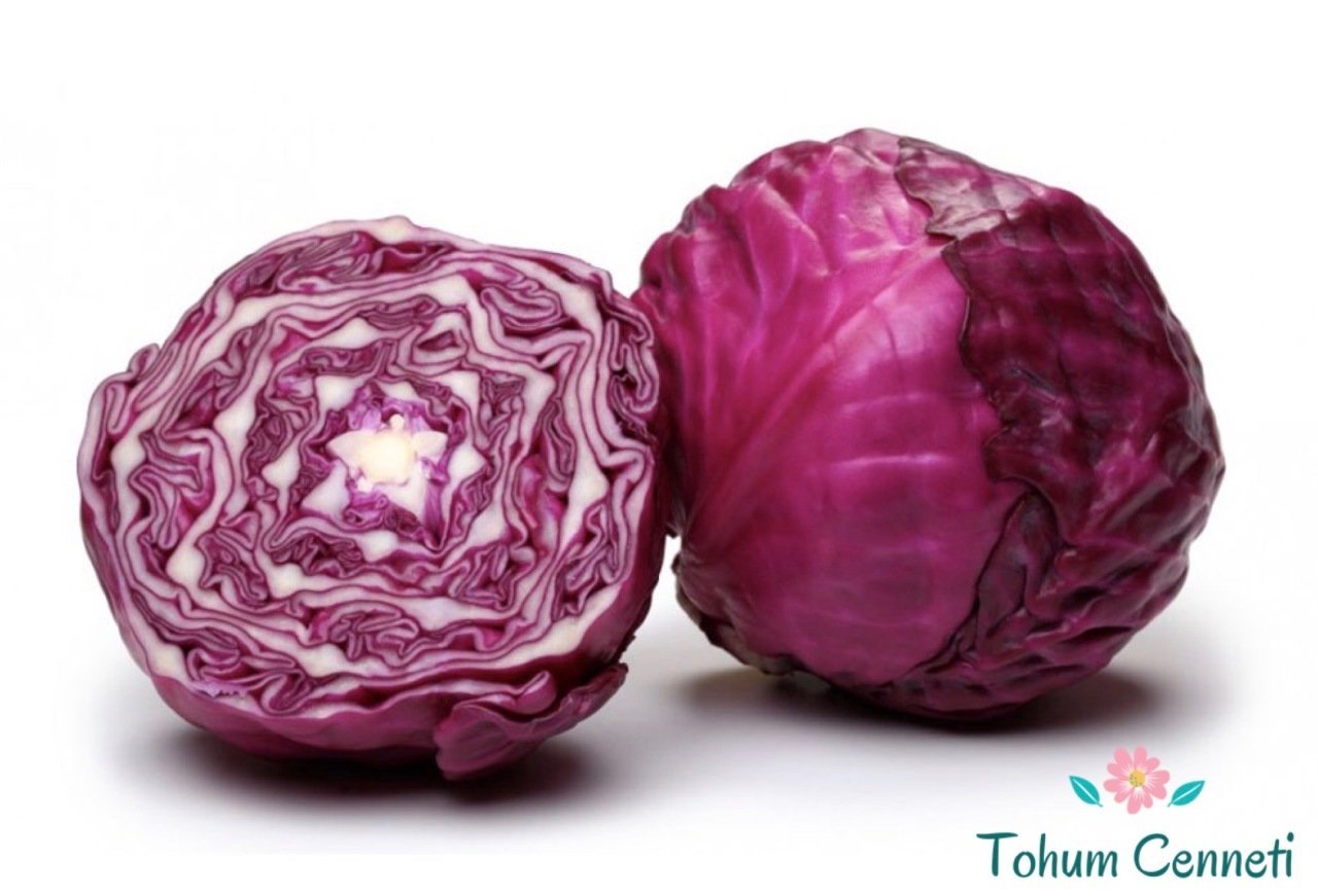 Kırmızı Lahana Tohumu (100 Tohum)