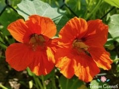 Karışık Sarmaşık Latin Çiçeği Tohumu (5 Tohum)