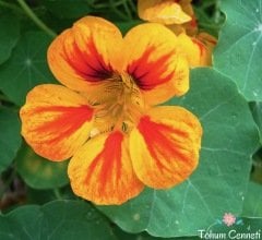 Karışık Sarmaşık Latin Çiçeği Tohumu (5 Tohum)