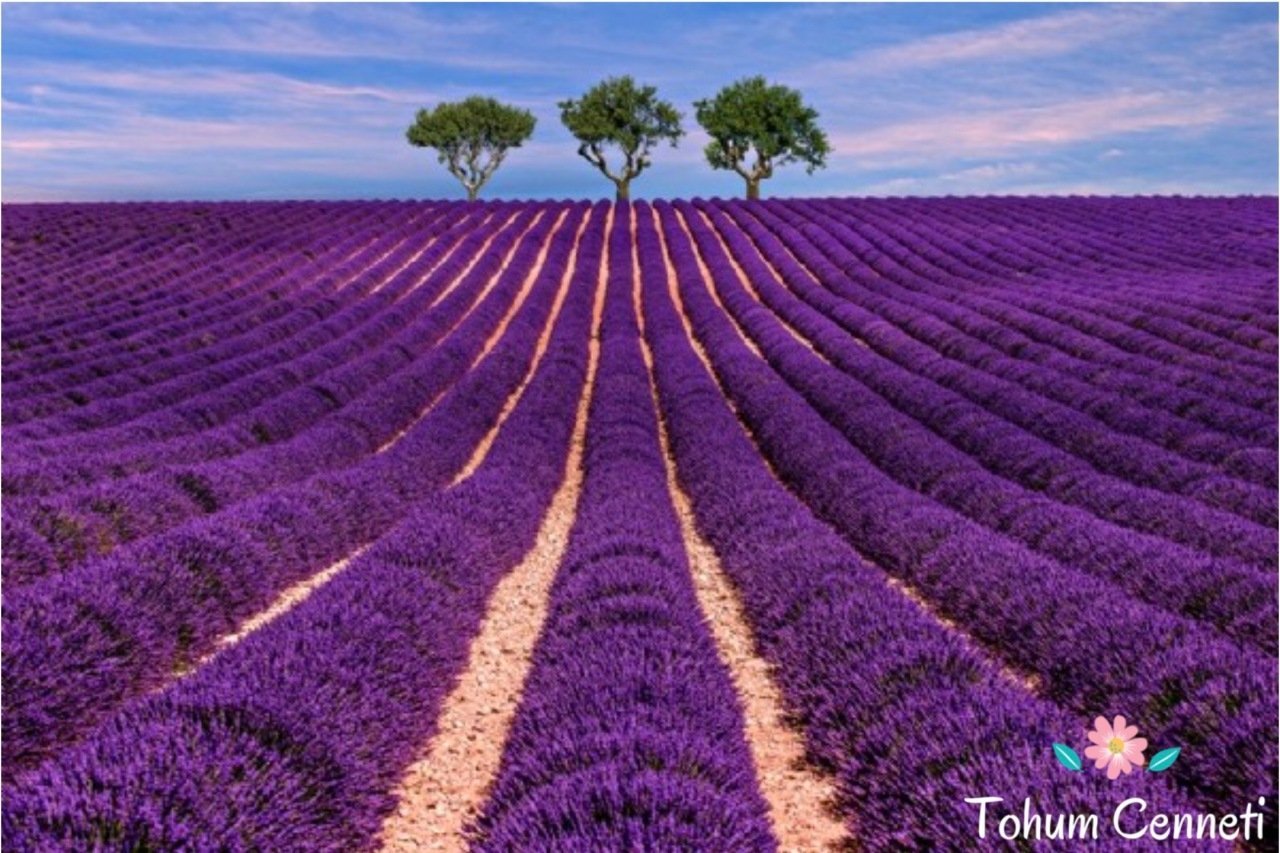 Lavanta Tohumu (50 Tohum)