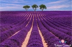 Lavanta Tohumu (50 Tohum)