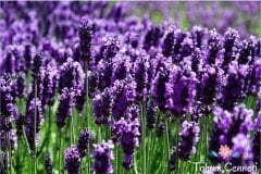 Lavanta Tohumu (50 Tohum)