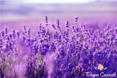 Lavanta Tohumu (50 Tohum)