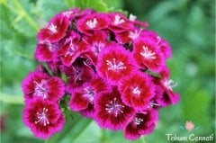 Lila Barbadus Çiçeği Tohumu (10 Tohum)