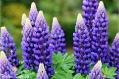 Karışık Renkli Lupin Acı Bakla Çiçeği Tohumu (10 Tohum)