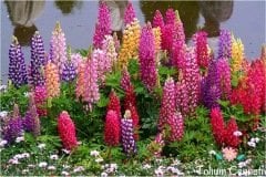 Karışık Renkli Lupin Acı Bakla Çiçeği Tohumu (10 Tohum)