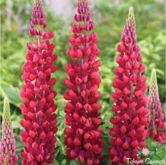 Karışık Renkli Lupin Acı Bakla Çiçeği Tohumu (10 Tohum)