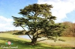 Lübnan Sediri Tohumu (5 Tohum)