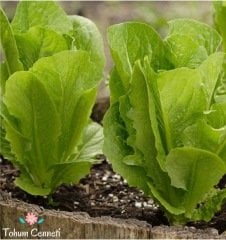 Geniş Yapraklı Marul Tohumu (100 Tohum)