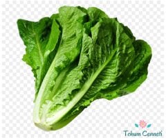 Geniş Yapraklı Marul Tohumu (100 Tohum)