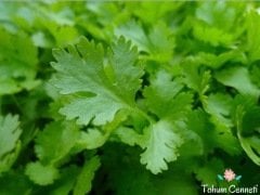 Geniş Yapraklı Kokulu Toros Maydanoz Tohumu (500 Tohum)