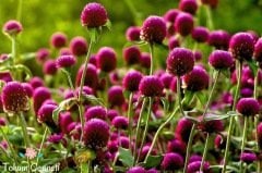 Medine Çiçeği Tohumu (20 Tohum)