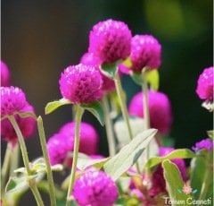 Medine Çiçeği Tohumu (20 Tohum)