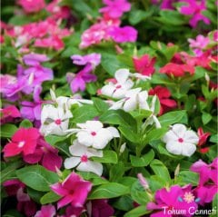 Karışık Renkli Cezayir Menekşesi Tohumu (10 Tohum)