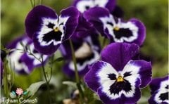 Karışık Renkli Hercai Menekşe Tohumu (50 Tohum)