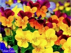 Karışık Renkli Hercai Menekşe Tohumu (50 Tohum)