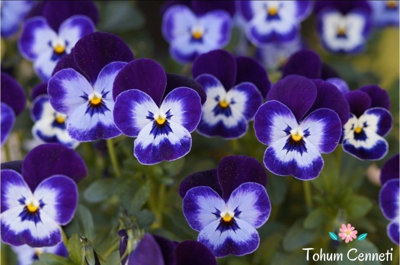 Karışık Renkli Hercai Menekşe Tohumu (50 Tohum)