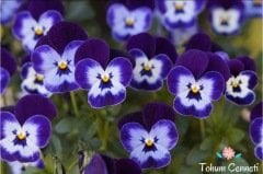 Karışık Renkli Hercai Menekşe Tohumu (50 Tohum)