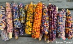 Doğal Renkli Hint Mısırı Tohumu (10 Tohum)