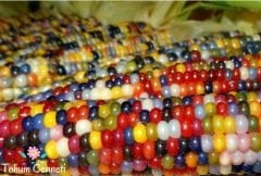 Doğal Renkli Hint Mısırı Tohumu (10 Tohum)