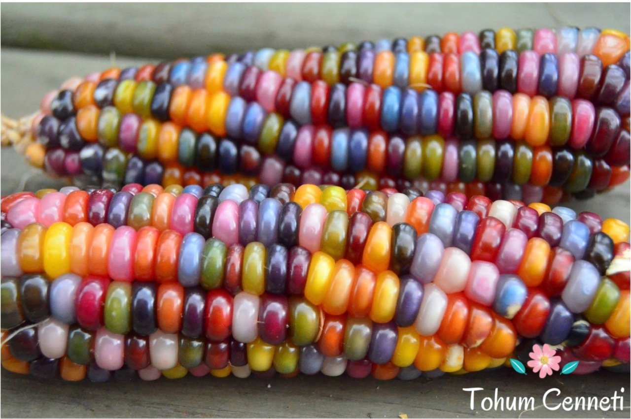 Doğal Renkli Hint Mısırı Tohumu (10 Tohum)