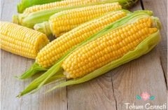 Cin Mısırı Tohumu (25 Tohum)