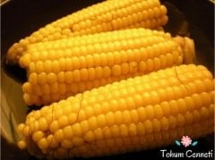 Cin Mısırı Tohumu (25 Tohum)