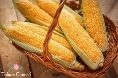 Cin Mısırı Tohumu (25 Tohum)