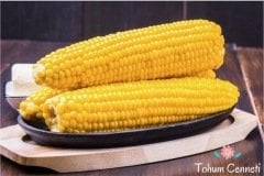 Cin Mısırı Tohumu (25 Tohum)