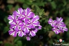 Karışık Renkli Yer Minesi Çiçeği Tohumu (25 Tohum)