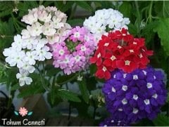 Karışık Renkli Yer Minesi Çiçeği Tohumu (25 Tohum)