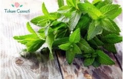 Spearmint Nane Tohumu (100 Tohum)