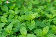 Spearmint Nane Tohumu (100 Tohum)