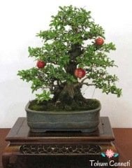 Bonsai İçin Uygun Süs Narı Tohumu (3 Tohum)