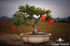 Bonsai İçin Uygun Süs Narı Tohumu (3 Tohum)