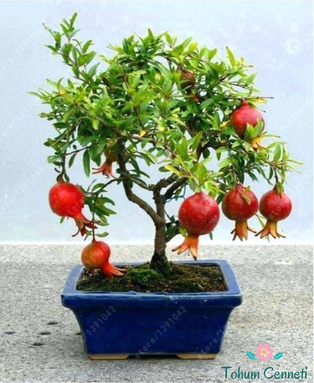 Bonsai İçin Uygun Süs Narı Tohumu (3 Tohum)